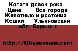 Котята девон рекс › Цена ­ 1 - Все города Животные и растения » Кошки   . Ульяновская обл.,Барыш г.